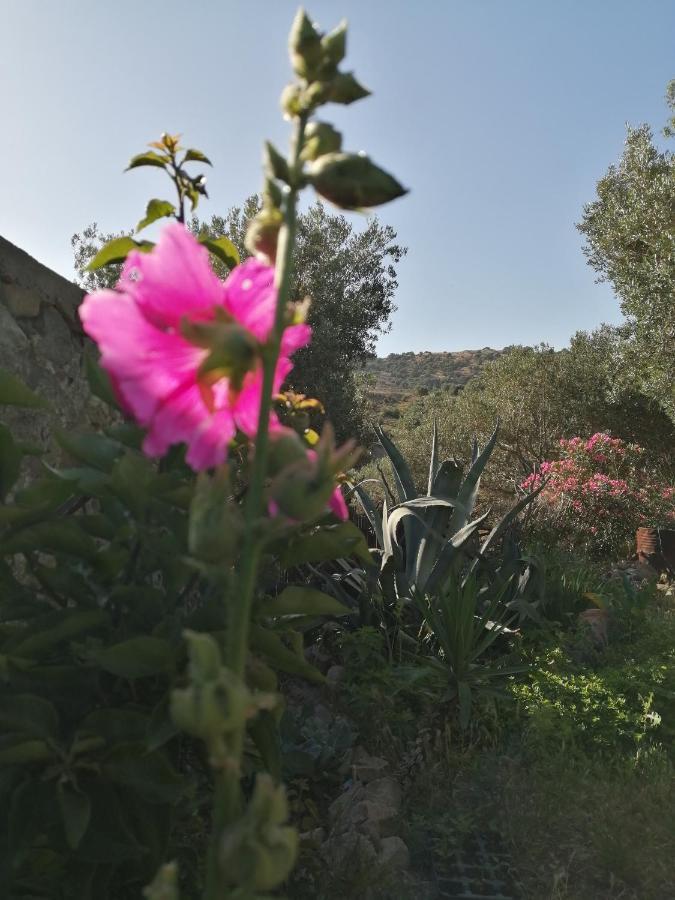 Arcadia Eressos Ξενοδοχείο Εξωτερικό φωτογραφία