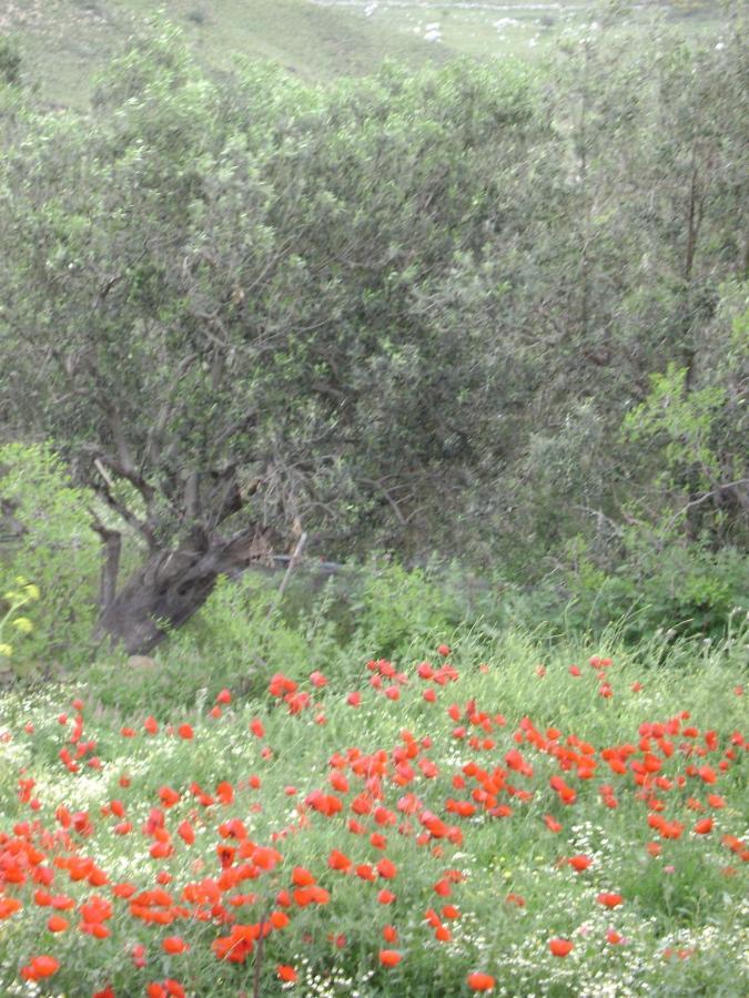 Arcadia Eressos Ξενοδοχείο Εξωτερικό φωτογραφία
