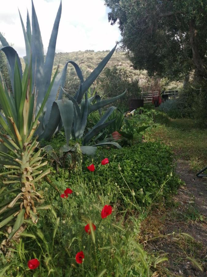 Arcadia Eressos Ξενοδοχείο Εξωτερικό φωτογραφία